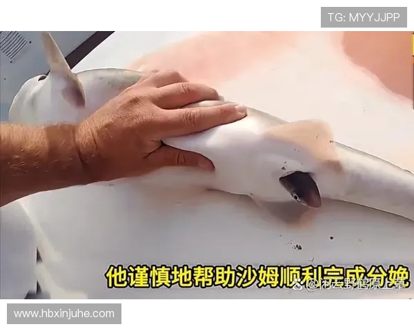 鲨鱼为何对姚明心生畏惧揭秘背后的科学与传说 鲨鱼为何对姚明心生畏惧揭秘背后的科学与传说
